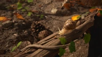 7. Empire of the Ants Edycja Limitowana PL (PS5)